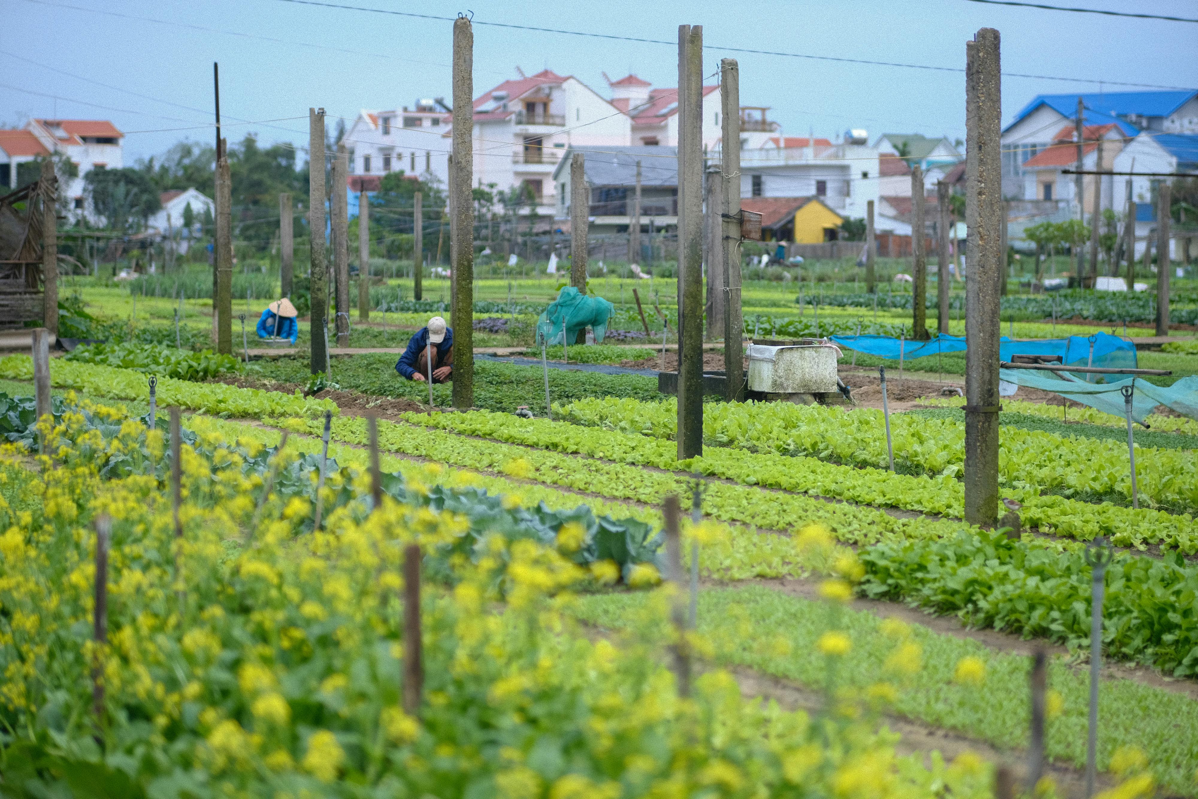 Tra Que vegetable village, Hội An, Vietnam — smallholder agriculture in an emerging Southeast Asian market